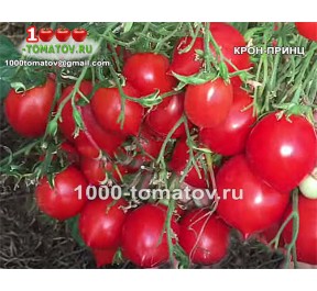 Томат КРОН-ПРИНЦ