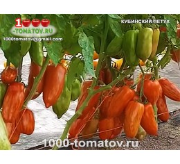 Томат КУБИНСКИЙ ПЕТУХ