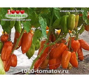 Томат КУБИНСКИЙ ПЕТУХ
