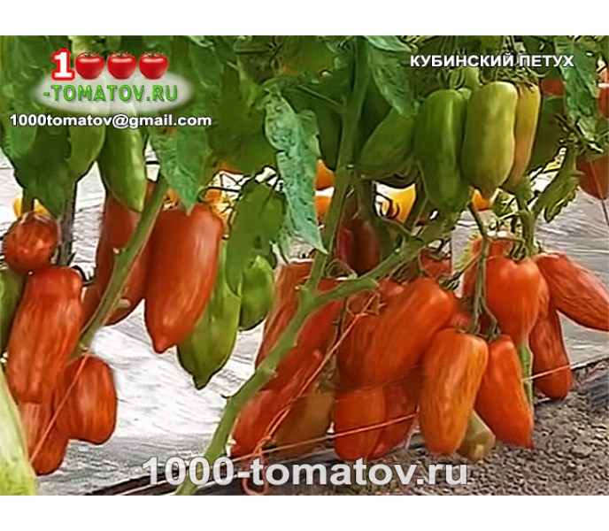 Томат КУБИНСКИЙ ПЕТУХ