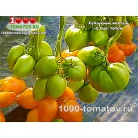 Томат КУБИНСКИЙ ЖЁЛТЫЙ