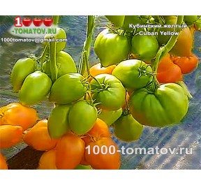 Томат КУБИНСКИЙ ЖЁЛТЫЙ