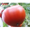 Томат КУМА