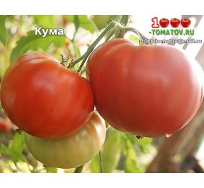 Томат КУМА Томат КУМА