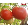 Томат КУМА Томат КУМА