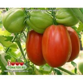 Томат КУНЕО  ГИГАНТСКАЯ ГРУША  