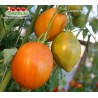 Томат КУРАГА