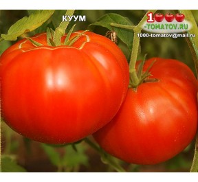 Томат КУУМ