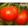 Томат КУУМ