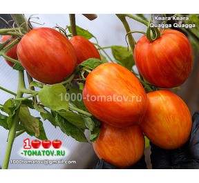 Томат КВАГА КВАГА Quagga Quagga
