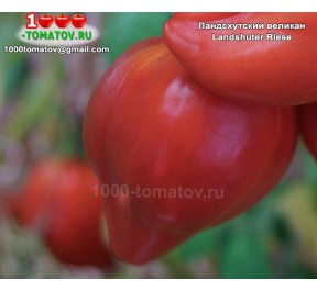 Томат ЛАНДСХУТСКИЙ ВЕЛИКАН Landshuter Riese