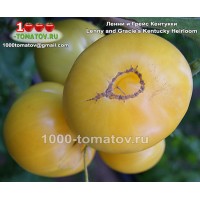 Томат ЛЕННИ И ГРЕЙС КЕНТУККИ