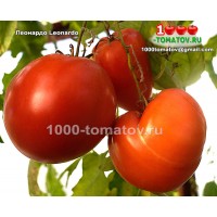 Томат ЛЕОНАРДО