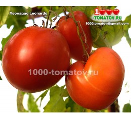 Томат ЛЕОНАРДО