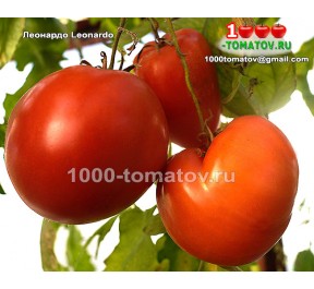 Томат ЛЕОНАРДО