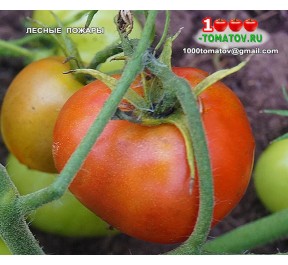 Томат ЛЕСНЫЕ ПОЖАРЫ  Forest Fire Томат ЛЕСНЫЕ ПОЖАРЫ  Forest Fire