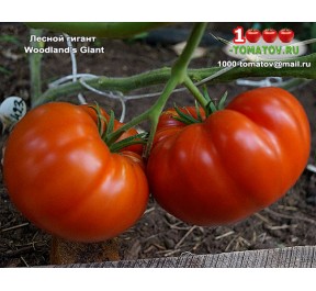 Томат ЛЕСНОЙ ГИГАНТ