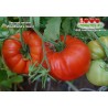 Томат ЛЕСНОЙ ГИГАНТ