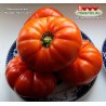 Томат ЛЕСНОЙ ГИГАНТ