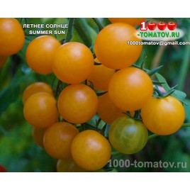 Томат ЛЕТНЕЕ СОЛНЦЕ  Саммер Сан SUMMER SUN Томат ЛЕТНЕЕ СОЛНЦЕ  Саммер Сан SUMMER SUN