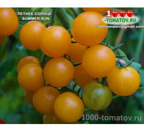 Томат ЛЕТНЕЕ СОЛНЦЕ  Саммер Сан SUMMER SUN