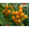Томат ЛЕТНЕЕ СОЛНЦЕ Саммер Сан  SUMMER SUN Томат ЛЕТНЕЕ СОЛНЦЕ Саммер Сан  SUMMER SUN