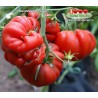Томат ЛЕВ МИНУСИНСКИЙ