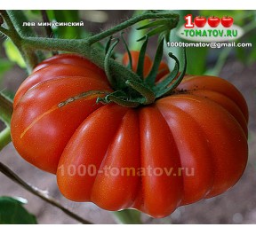 Томат ЛЕВ МИНУСИНСКИЙ