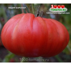 Томат ЛИДИЯ БОРОВАЯ Томат ЛИДИЯ БОРОВАЯ