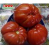 Томат ЛИДИЯ БОРОВАЯ