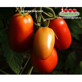 Томат ЛИСИЧКА КРАСНАЯ Томат ЛИСИЧКА КРАСНАЯ