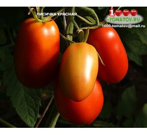 Томат ЛИСИЧКА КРАСНАЯ Томат ЛИСИЧКА КРАСНАЯ