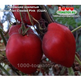 Томат ЛИТОВСКИЙ ХОХЛАТЫЙ