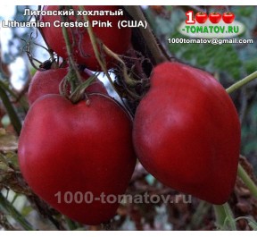 Томат ЛИТОВСКИЙ ХОХЛАТЫЙ