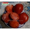 Томат ЛИТОВСКИЙ ХОХЛАТЫЙ