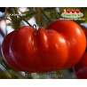 Томат ЛОПАТИНСКИЕ