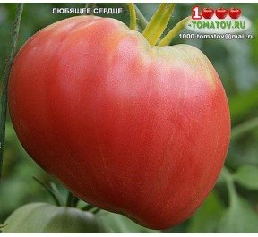 Томат ЛЮБЯЩЕЕ СЕРДЦЕ