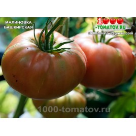 Томат МАЛИНОВКА БАШКИРСКАЯ
