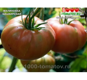 Томат МАЛИНОВКА БАШКИРСКАЯ