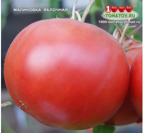 Томат МАЛИНОВКА ЯБЛОЧНАЯ Томат МАЛИНОВКА ЯБЛОЧНАЯ