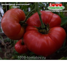Томат МАЛИНОВЫЙ БОЛГАРСКИЙ ГИГАНТ