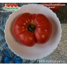 Томат МАЛИНОВЫЙ БОЛГАРСКИЙ ГИГАНТ