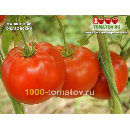Томат МАЛИНОВЫЙ ОЖАРОВСКИЙ