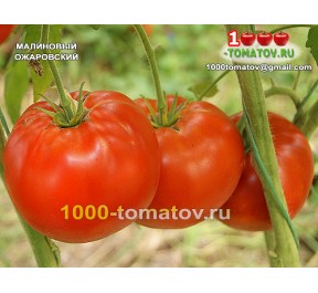 Томат МАЛИНОВЫЙ ОЖАРОВСКИЙ