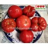 Томат МАЛИНОВЫЙ СЛОН