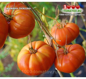 Томат МАМИНА ЛЮБОВЬ