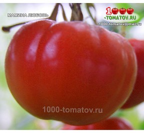 Томат МАМИНА ЛЮБОВЬ