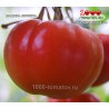 Томат МАМИНА ЛЮБОВЬ Томат МАМИНА ЛЮБОВЬ