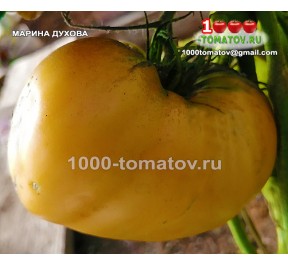 Томат МАРИНА ДУХОВА Томат МАРИНА ДУХОВА