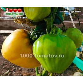 Томат МАРИНА ДУХОВА Томат МАРИНА ДУХОВА